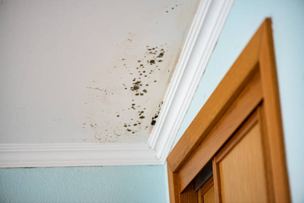 Best Mold Cleaning Services  in Minooka, IL