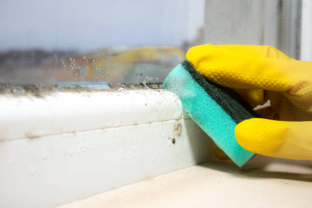 Professional Mold Removal in Minooka, IL