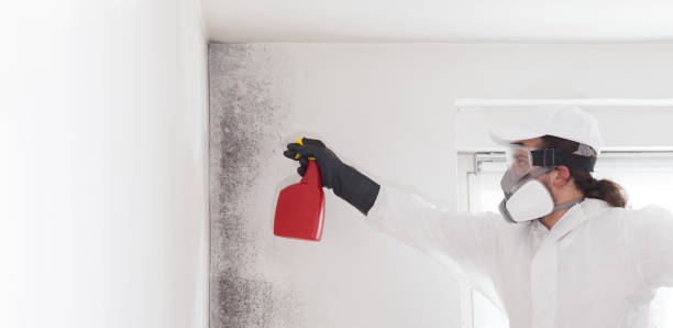 Certified Mold Removal in Minooka, IL