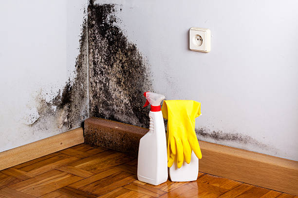 Best Mold Damage Repair  in Minooka, IL