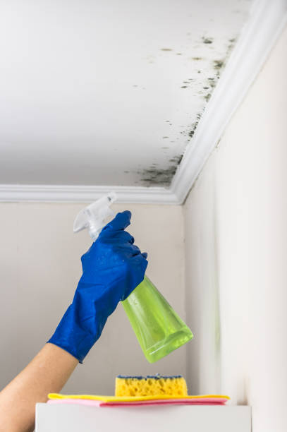 Best Certified Mold Removal  in Minooka, IL