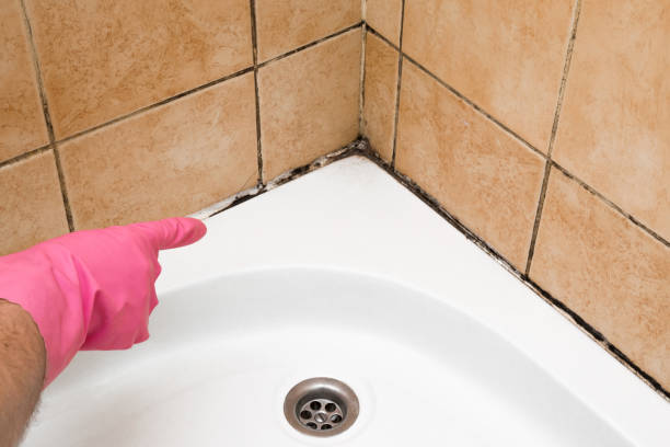 Best Same-Day Mold Removal  in Minooka, IL